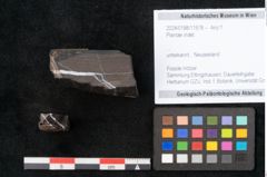 Foto (Objekt + Etikett) von Plantae indet.  (NHMW-GEO-2024-0188-11578)